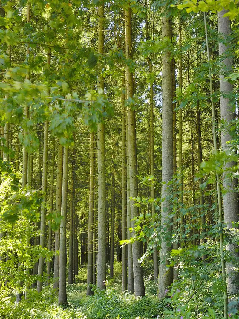 Nachwachsender Baustoff Holz Ökologisches Bauen traditionelle Baukultur Holzbau